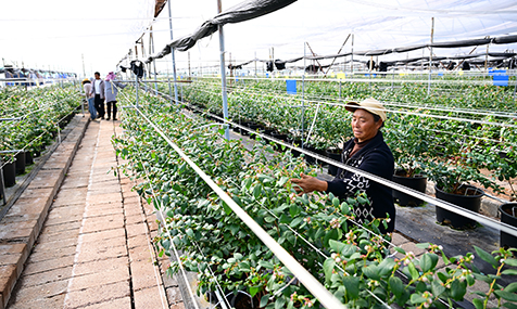 四街社區藍莓產業蓬勃發展